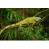 Iguana Iguana  35-50 cm