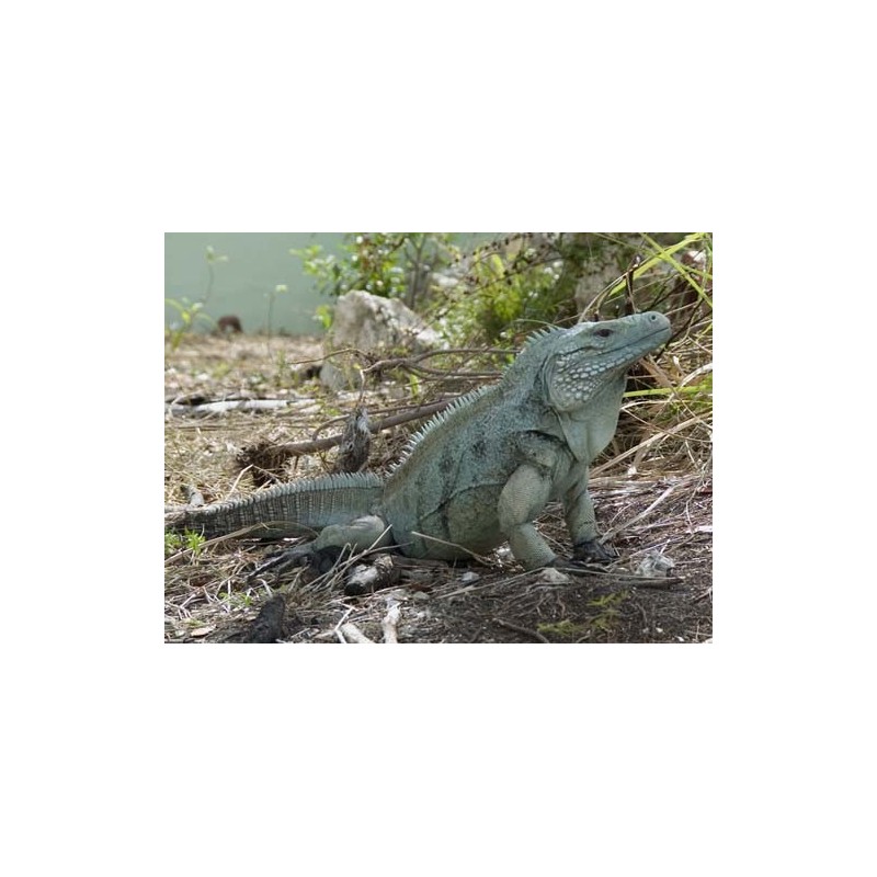 Iguana iguana blu 35-50cm