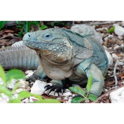 Iguana iguana blu 35-50cm