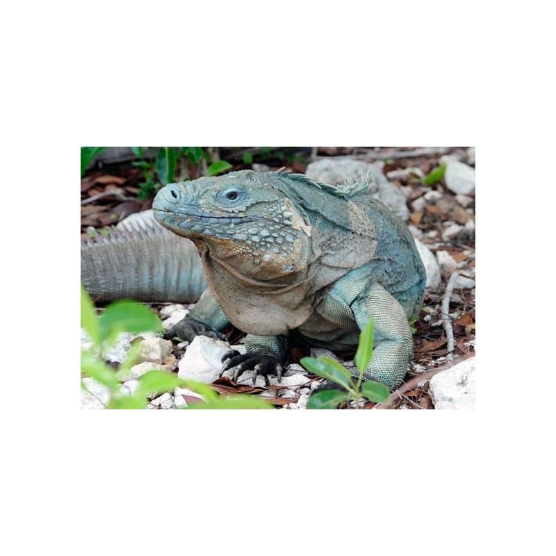 Iguana iguana blu 35-50cm