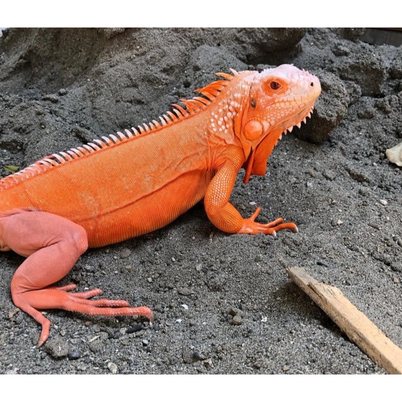 Iguana iguana red  35-50 cm