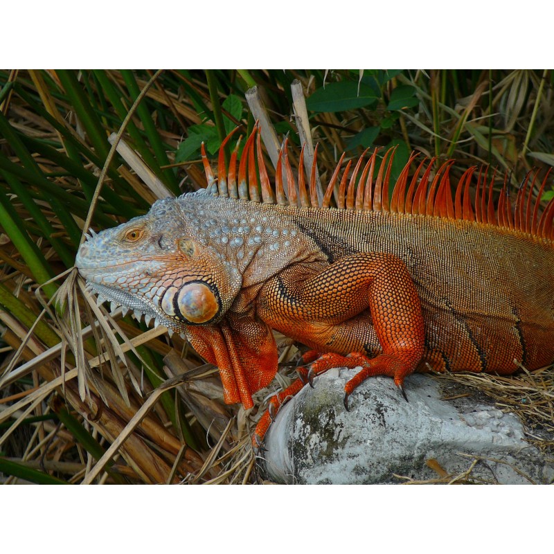 Iguana iguana red  35-50 cm