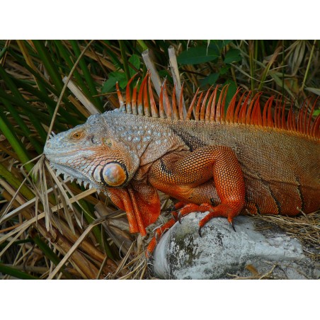 Iguana iguana red  35-50 cm