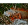 Iguana iguana red  35-50 cm