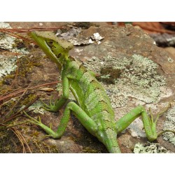 Laemanctus julioi monogenetic 15-20 cm