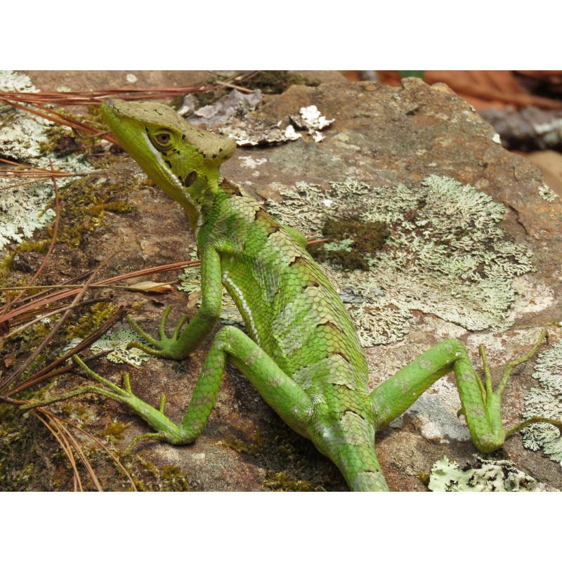 Laemanctus julioi monogenetic 15-20 cm