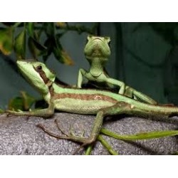 Laemanctus julioi monogenetic 15-20 cm