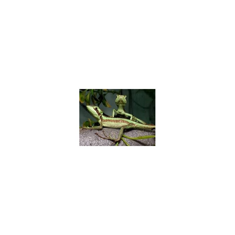 Laemanctus julioi monogenetic 15-20 cm