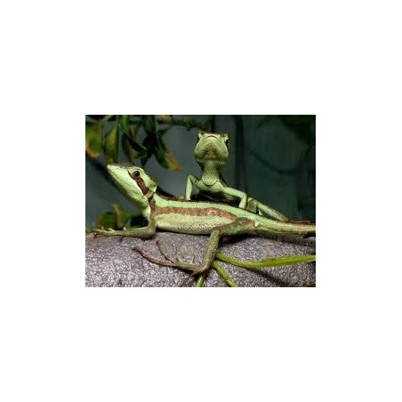 Laemanctus julioi monogenetic 15-20 cm