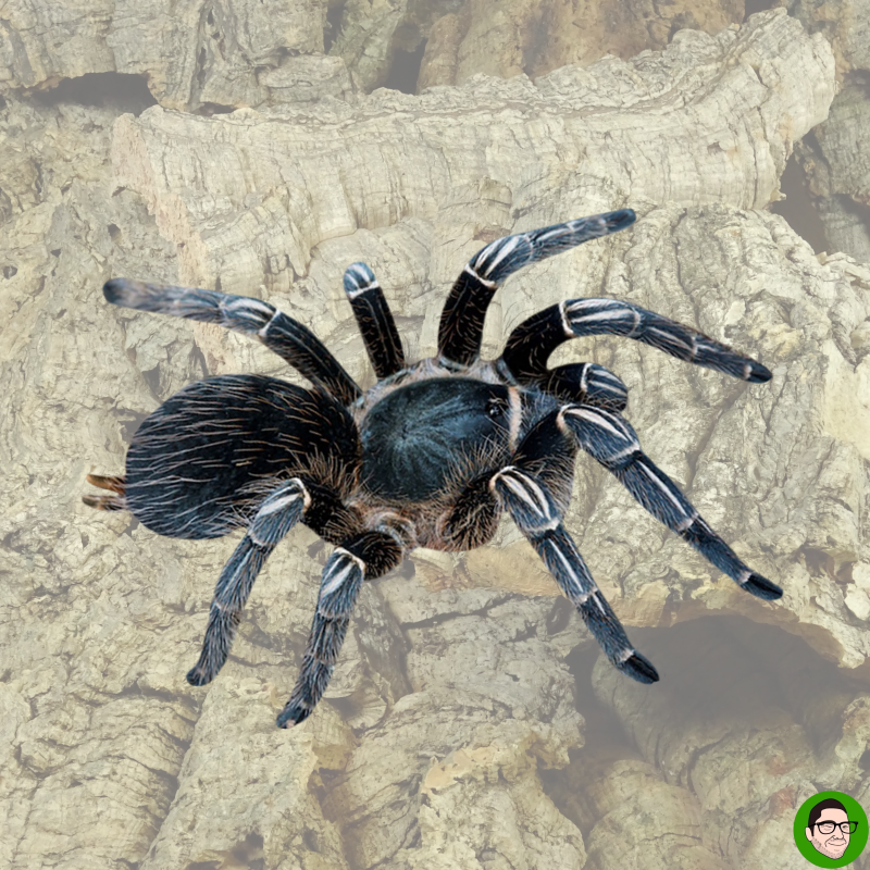Aphonopelma seemanni adult