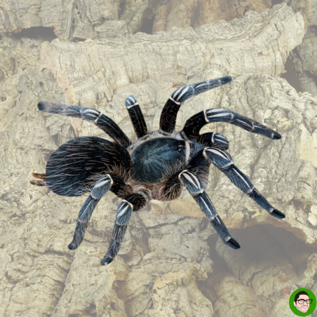 Aphonopelma seemanni adult