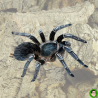 Aphonopelma seemanni adult