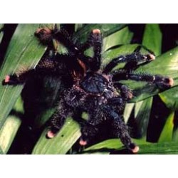 Avicularia avicularia 3.5 cm