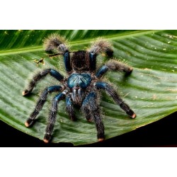 Avicularia avicularia 3.5 cm