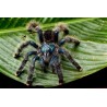 Avicularia avicularia 3.5 cm