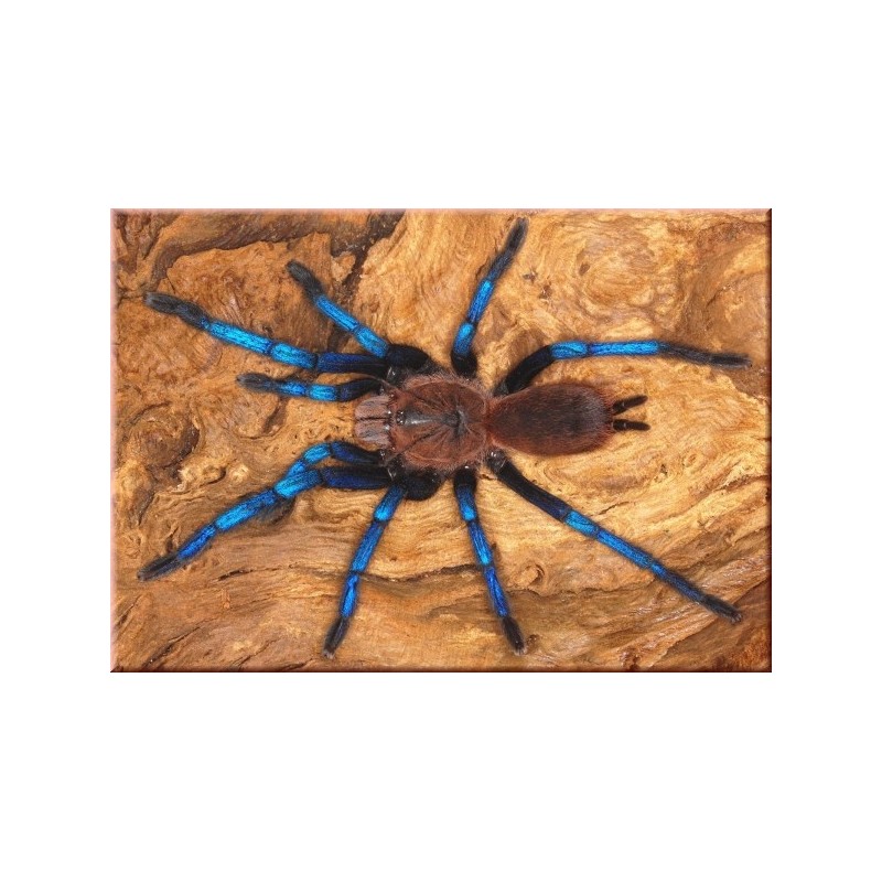 Birupes simoroxigorum  M-L