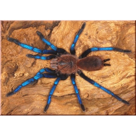 Birupes simoroxigorum  M-L