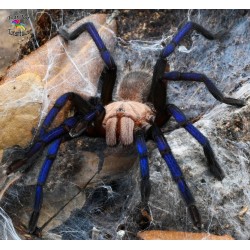 Birupes simoroxigorum  M-L