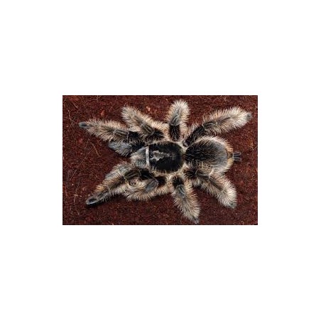 Brachypelma albopilosum CB3-4 cm