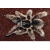 Brachypelma albopilosum CB3-4 cm