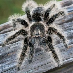 Brachypelma albopilosum CB3-4 cm