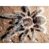 Brachypelma albopilosum CB3-4 cm