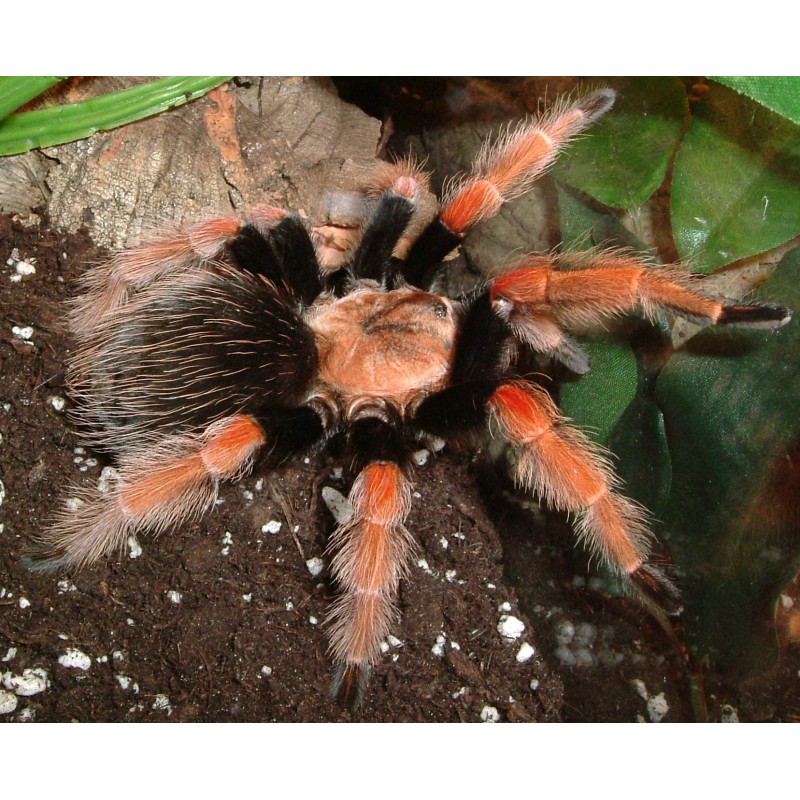 Brachypelma boehmei CB 1 cm