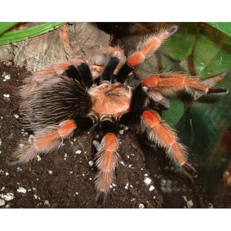 Brachypelma boehmei CB 1 cm
