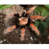 Brachypelma boehmei CB 1 cm