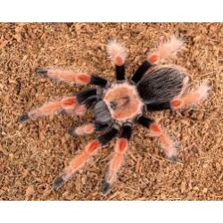 Brachypelma boehmei CB 1 cm
