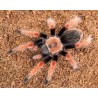 Brachypelma boehmei CB 1 cm