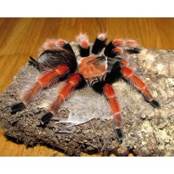 Brachypelma boehmei CB 1 cm