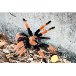 Brachypelma emilia CB 1 cm
