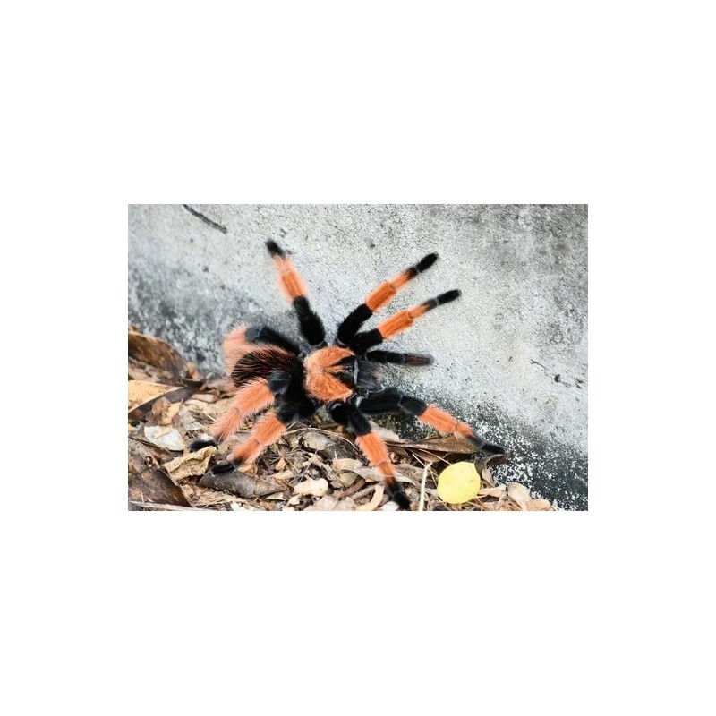 Brachypelma emilia CB 1 cm