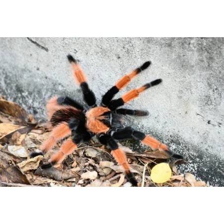 Brachypelma emilia CB 1 cm