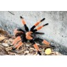 Brachypelma emilia CB 1 cm