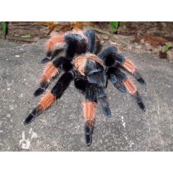Brachypelma emilia CB 1 cm
