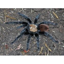 Brachypelma albiceps (ex ruhnaui) 2-3 cm