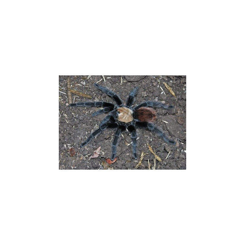 Brachypelma albiceps (ex ruhnaui) 2-3 cm