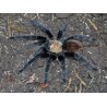 Brachypelma albiceps (ex ruhnaui) 2-3 cm