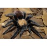 Brachypelma albiceps (ex ruhnaui) 2-3 cm