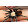 Brachypelma albiceps (ex ruhnaui) 2-3 cm