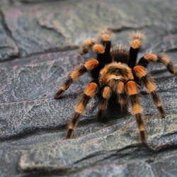 Brachypelma hamorii (ex smithi) CB 1.5-2 cm