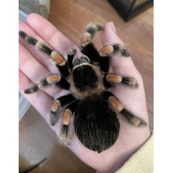 Brachypelma hamorii (ex smithi) CB 1.5-2 cm