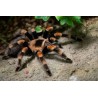 Brachypelma hamorii (ex smithi) CB 1.5-2 cm