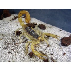 Hadrurus arizonensis