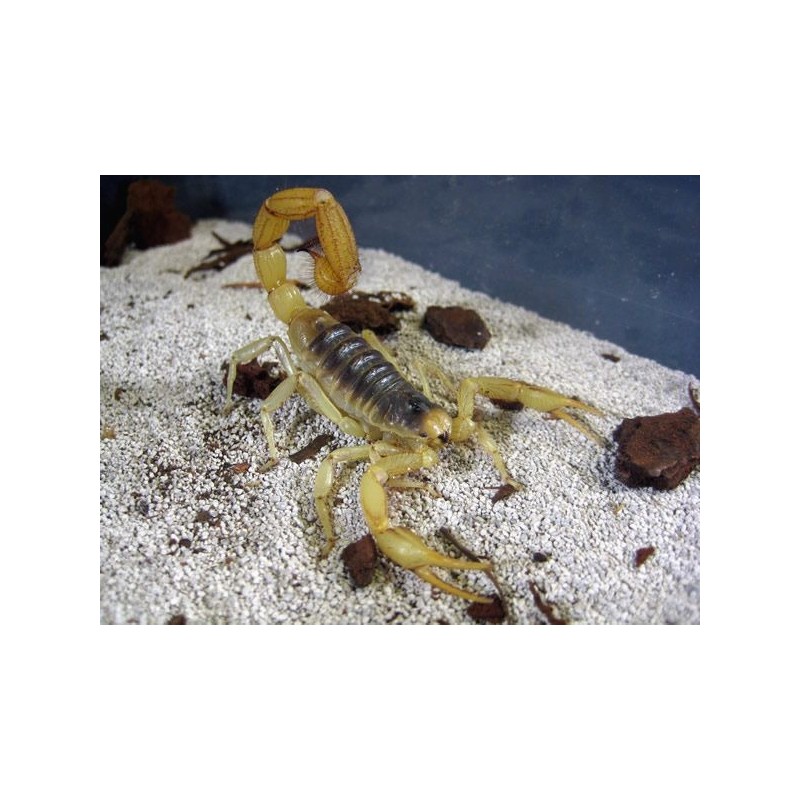 Hadrurus arizonensis