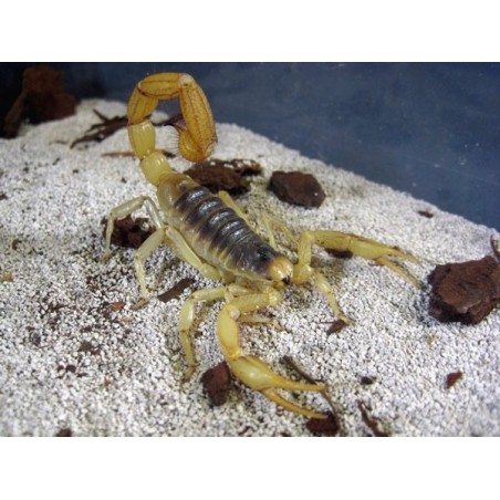 Hadrurus arizonensis