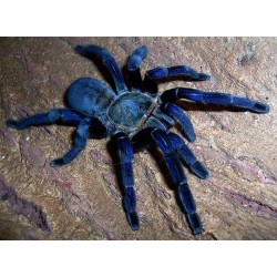 Haplopelma lividum M-L