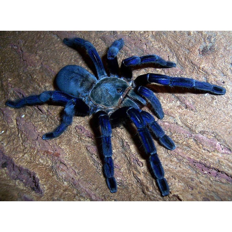 Haplopelma lividum M-L